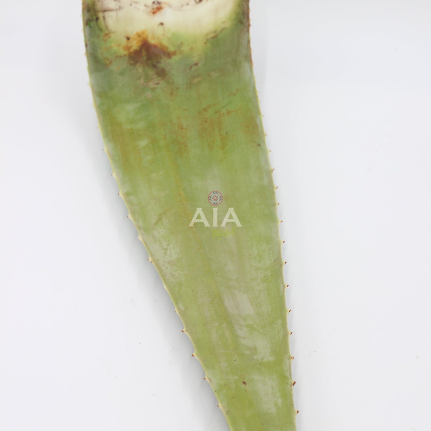 Fresh Aloe Vera 1Kg